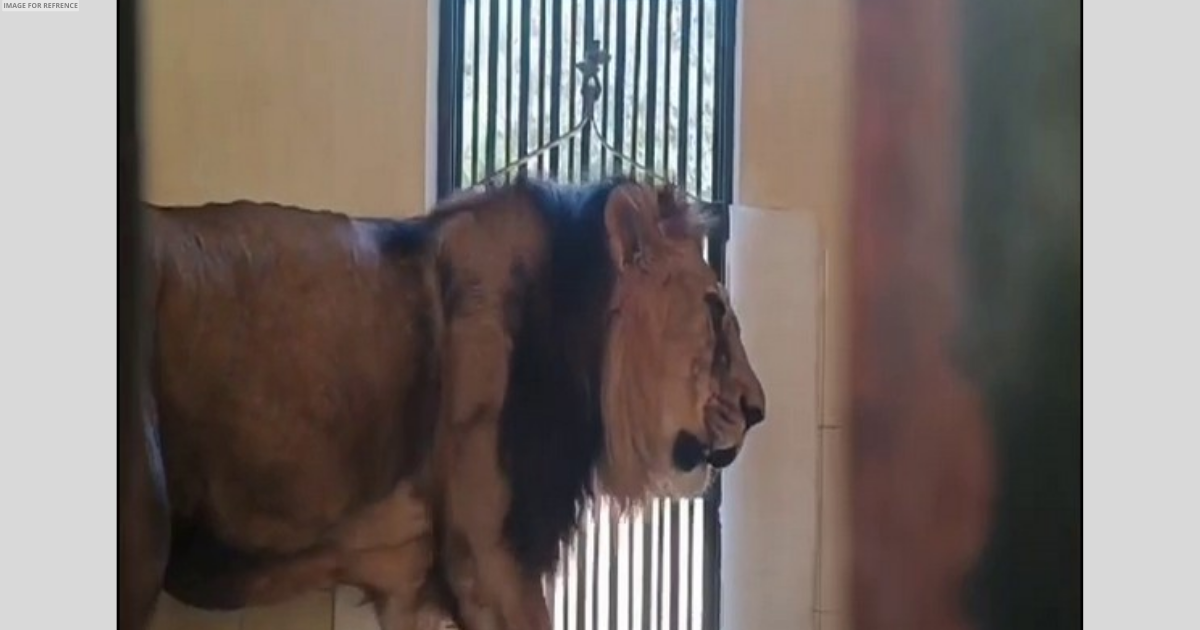 Rajasthan: Wildlife doctors successfully operate lion's eyes